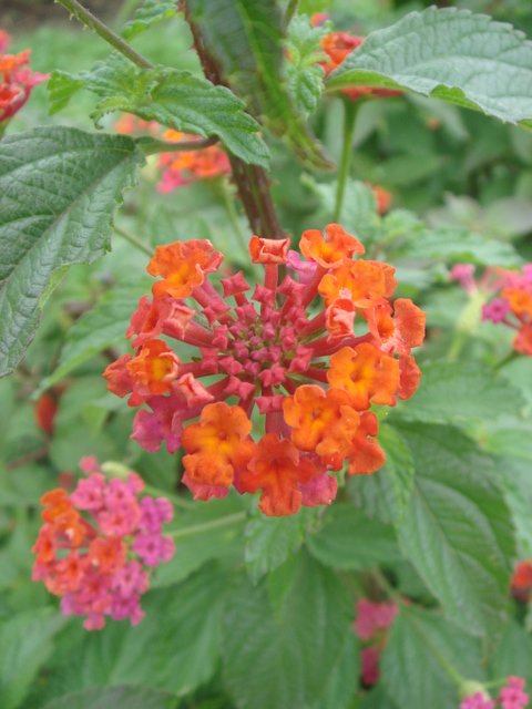Lantana camara de Bali fleur